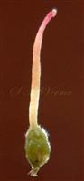  Pistil